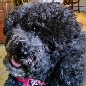 Meet your Posher, Diane